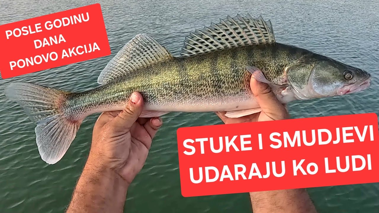 PECANJE STUKE I SMUDJA NA MUVANJE SAVA 2025