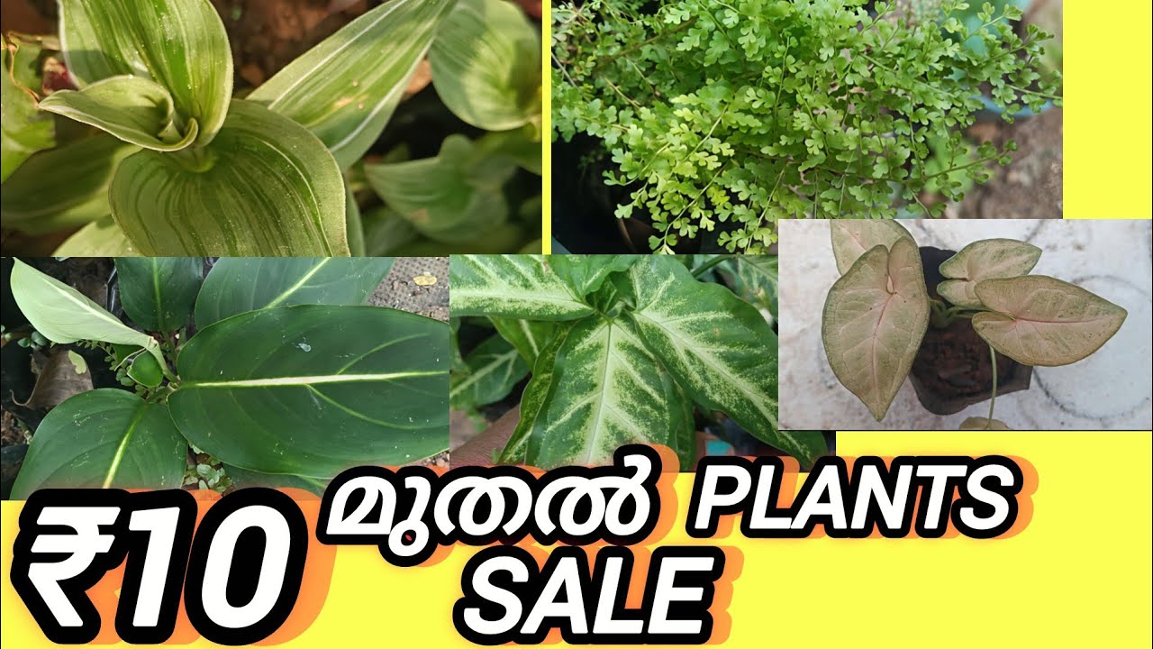 🌱10 രൂപക്ക് പ്ലാന്റ് സെയിൽ! 🌱