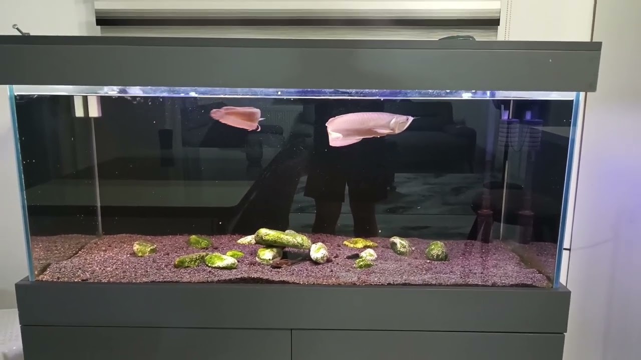 Arowana (silver) & Yılan baş balığı(white spot snake head) 1 senelik büyüme ve değişim videosu 