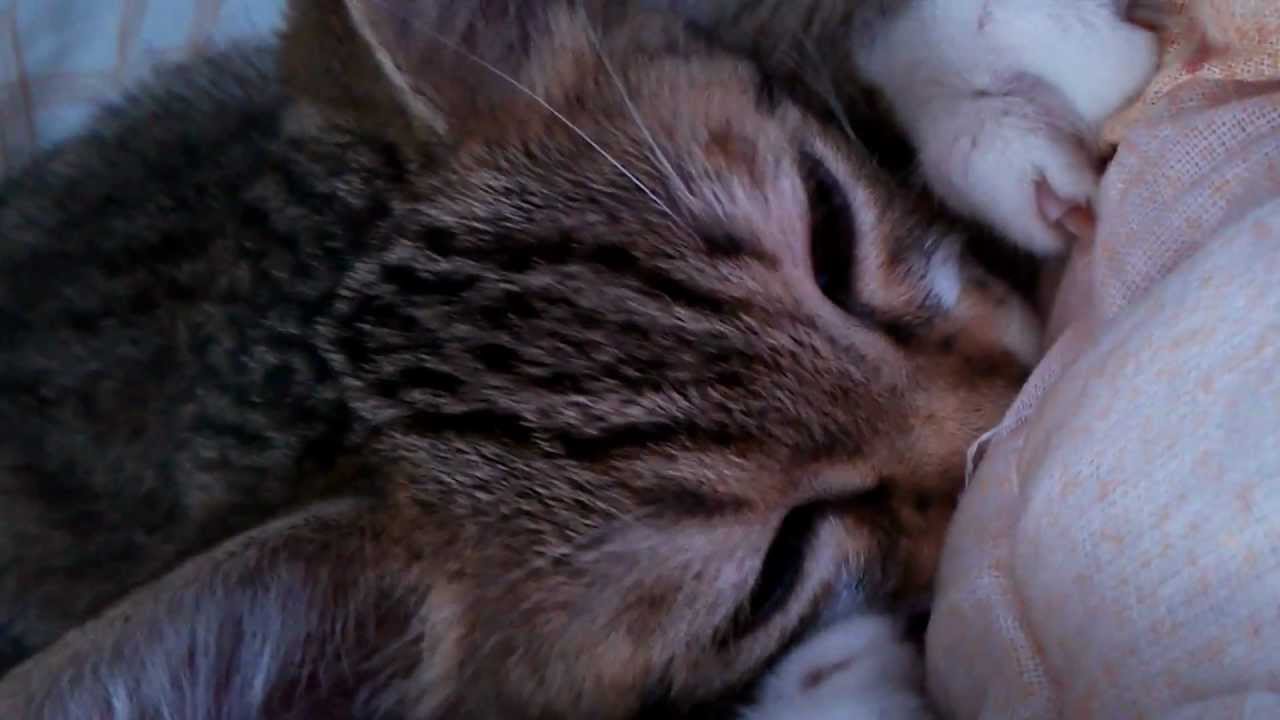 子猫のおしゃぶり1（夏掛けで）