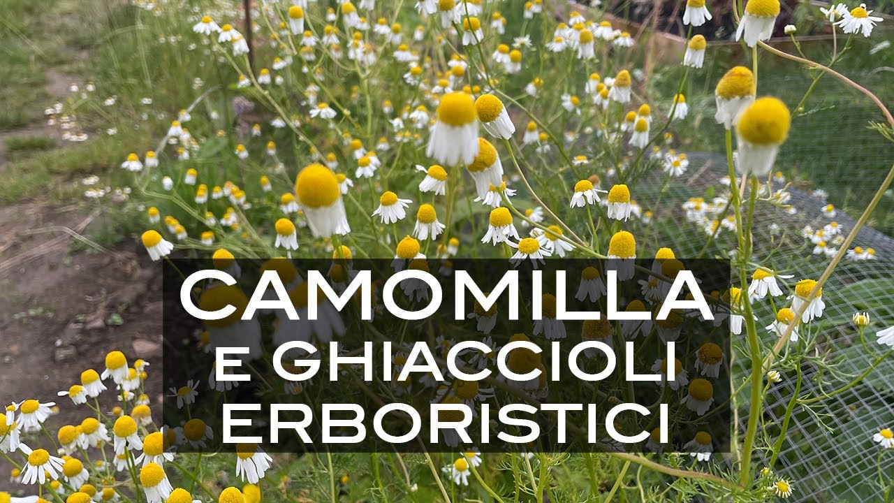 La raccolta della Camomilla + Ricetta dei ghiaccioli erboristici
