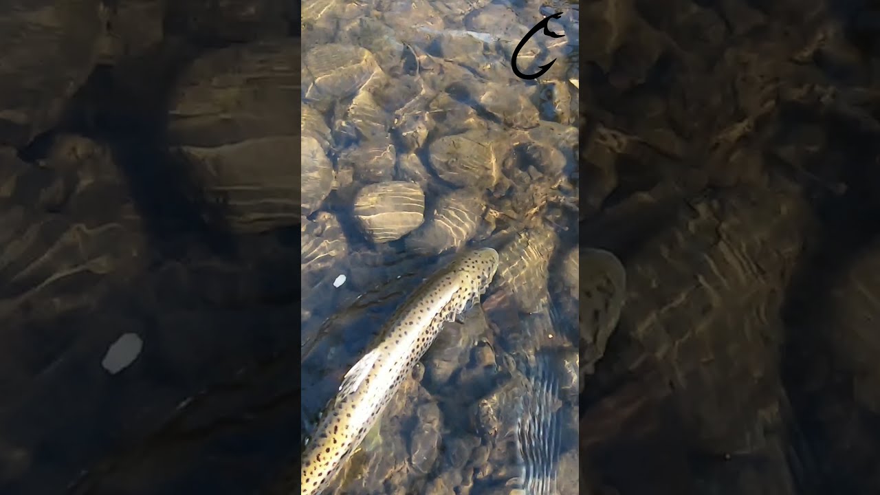 #1 Brown #trout #fishing with honey #worm on a wild #river, catching #fish with worm #Shorts
