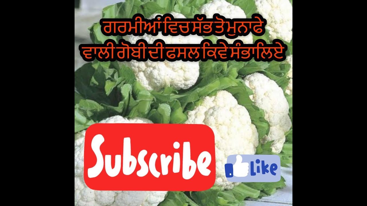 ਗਰਮੀਆਂ ਦੀ ਸੱਭ ਤੋ ਮੁਨਾਫੇ ਵਾਲੀ ਫਸਲ ਗੋਭੀ ਦੀ ਸੰਭਾਲ ਕਿਵੇ ਕੀਤੀ ਜਾਵੇ