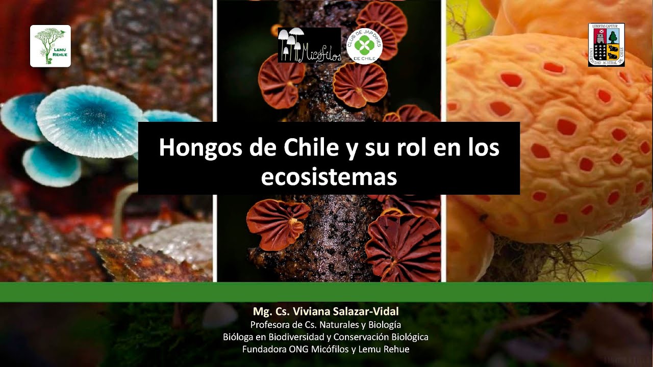 Hongos de Chile y su rol en los ecosistemas
