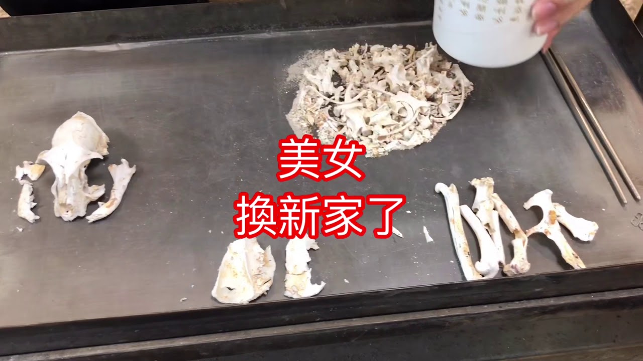 慎入—15歲的毛孩往生火化