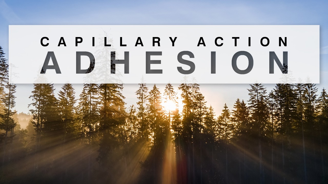 Adhesion in Water [Transpiration & Capillary Action]