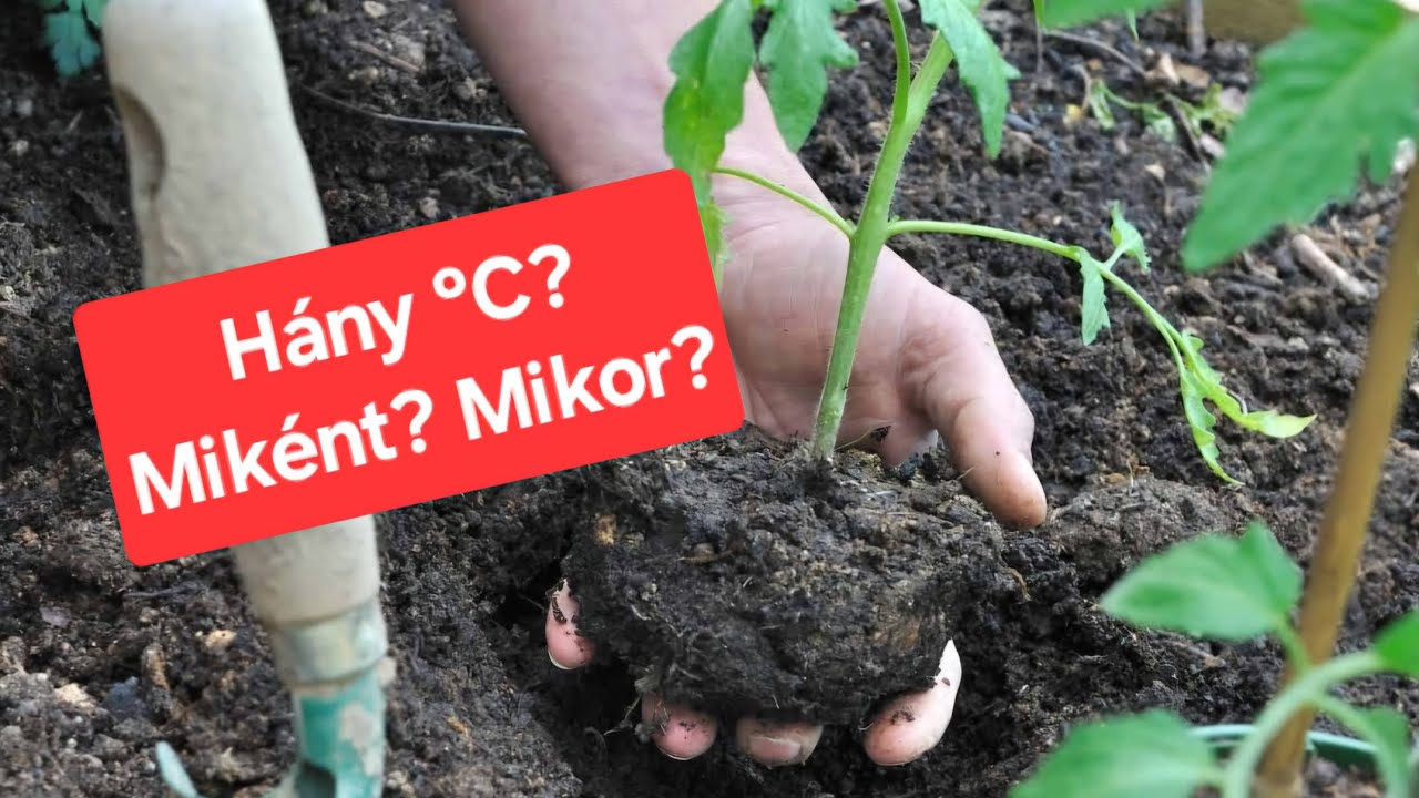 Paradicsom kiültetése: hány fokon, miként, mikor?