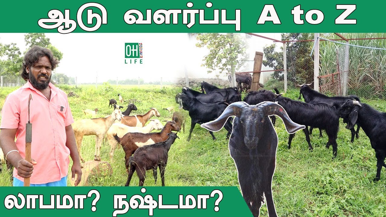 Goat Farm Tamil | வேலையை விட்டுவிட்டு ஆடு வளர்ப்பு