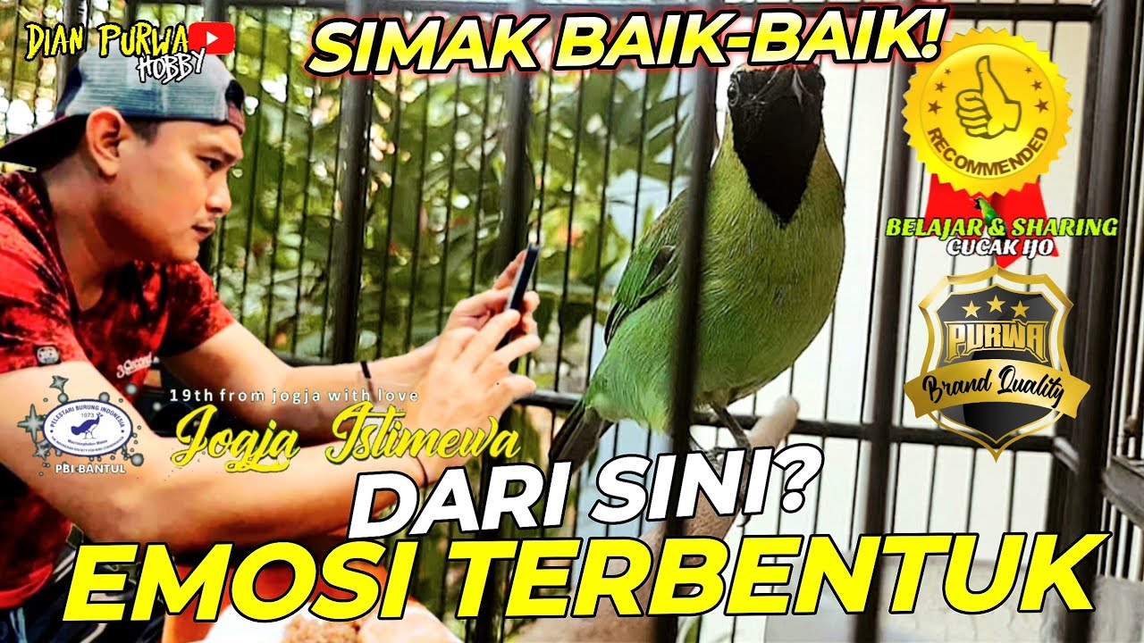 SANGAT PENTING❗TERBENTUKNYA CUCAK IJO EMOSI DILAPANGAN JELI DIHARIAN JUGA DIAMATI||KICAUMANIA