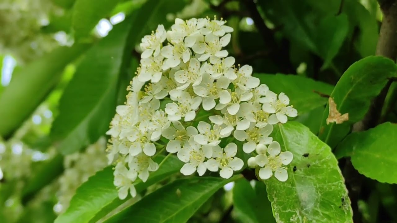 Plante : oranger du mexique