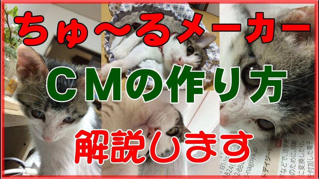 【猫動画】ちゅーるメーカーでCM作ってみました。作り方も解説しています。お家で過ごす時間に可愛い動画を集めて、みんなで作って楽しみましょう！自粛しながら、楽しい時間を過ごしましょう！