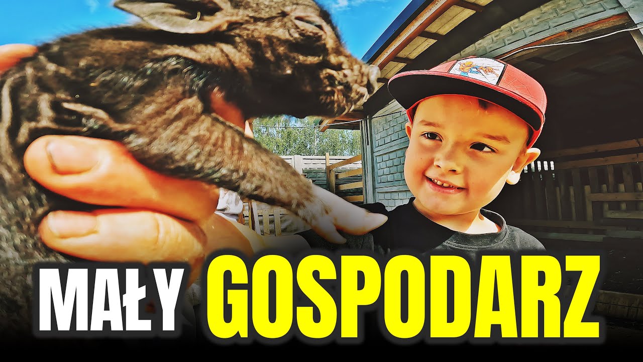 👦🏻 ODWIEDZINY FANA 👦🏻 przyjechał po świnki | ATAK INDYKÓW 🦃 MOJE MINI ZOO / odc. 409
