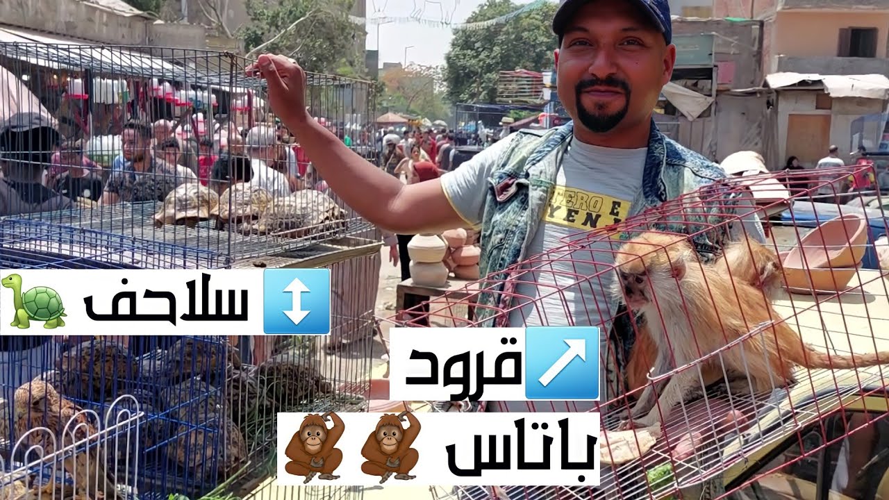سوق الجمعة بالسيدة عائشة بالاسعاار قرود باتاس نسانيس نمس مصرى سلاحف صقور قنافد ارانب حمام و