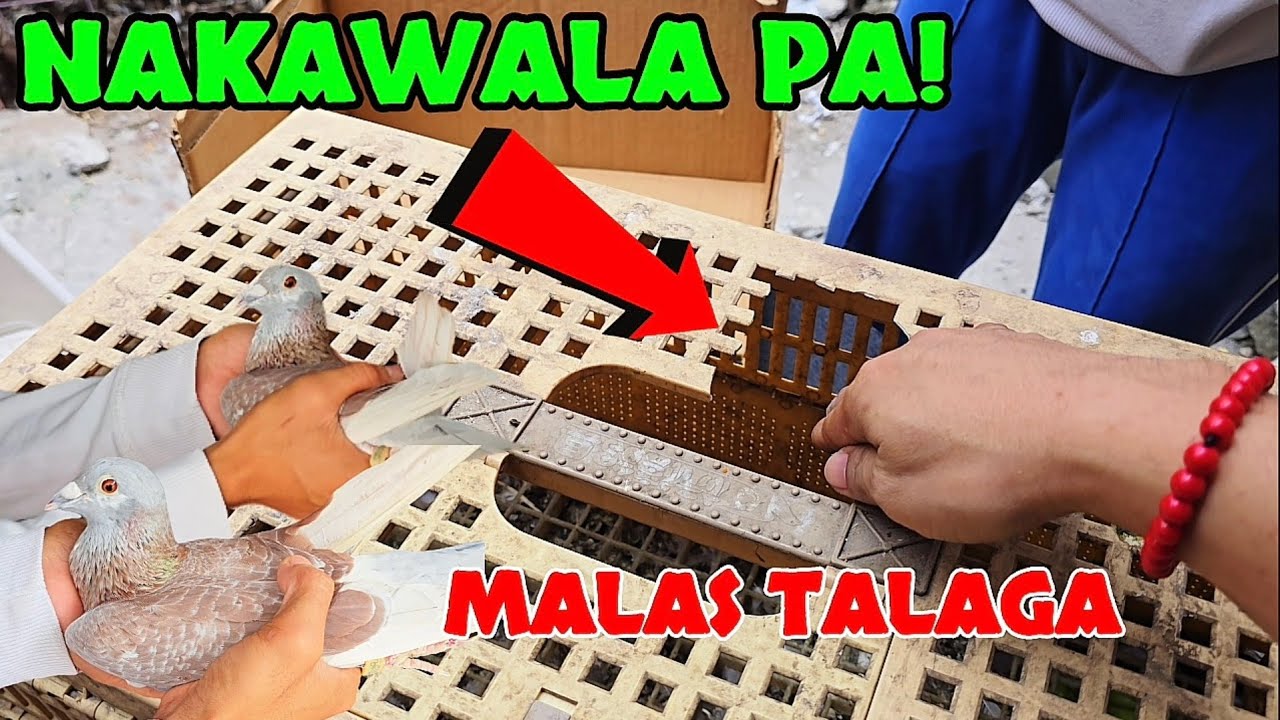 MALAS TALAGA NAKAWALA PA!