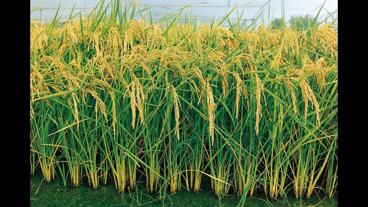 Técnicas de Cultivo para evitar Pérdidas en la Siembra de Arroz - TvAgro por Juan Gonzalo Angel
