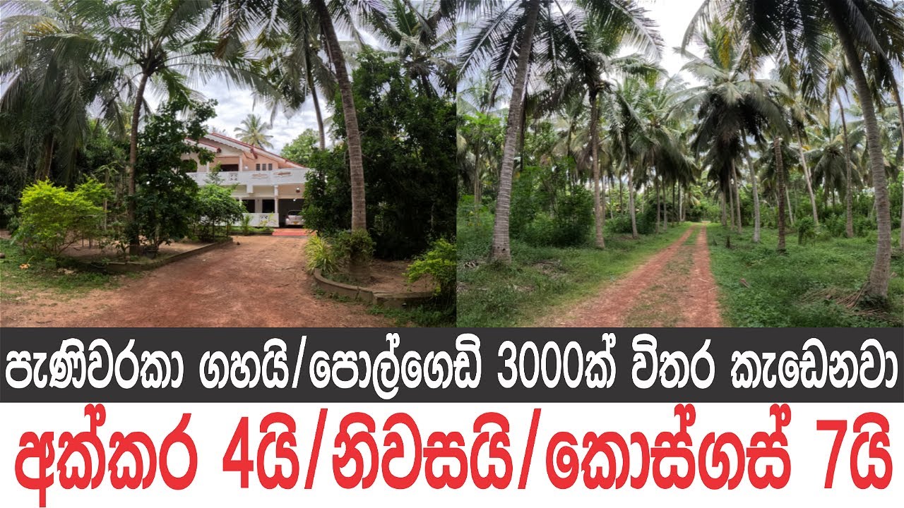 අක්කර 4යි, පොල්ගස් 250යි, කොස්ගස් 7යි, නිවසයි, වගාළිදයි, පළතුරු ගස් 22ක්, අඩි 250ක් ගැඹුර නළ ළිදයි..