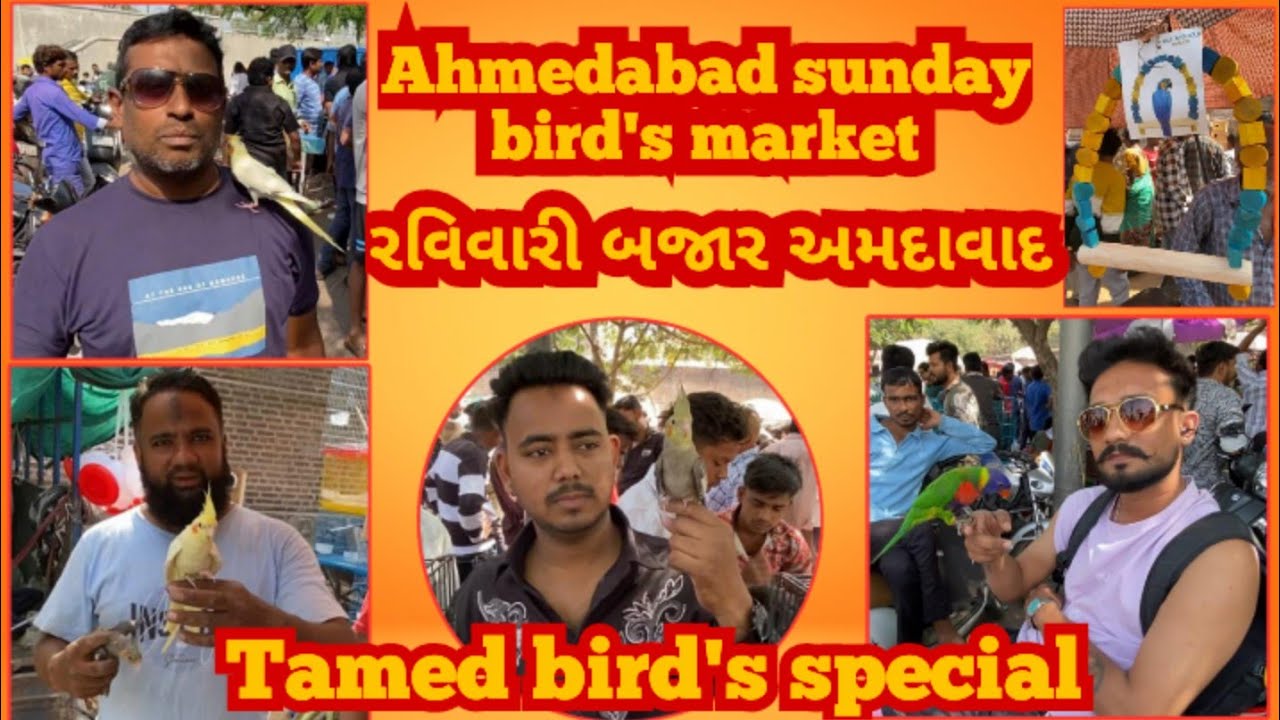 Ahmedabad Sunday Bird market # Ravi Vari Bazaar Bird market Ahmedabad # tamed bird market special