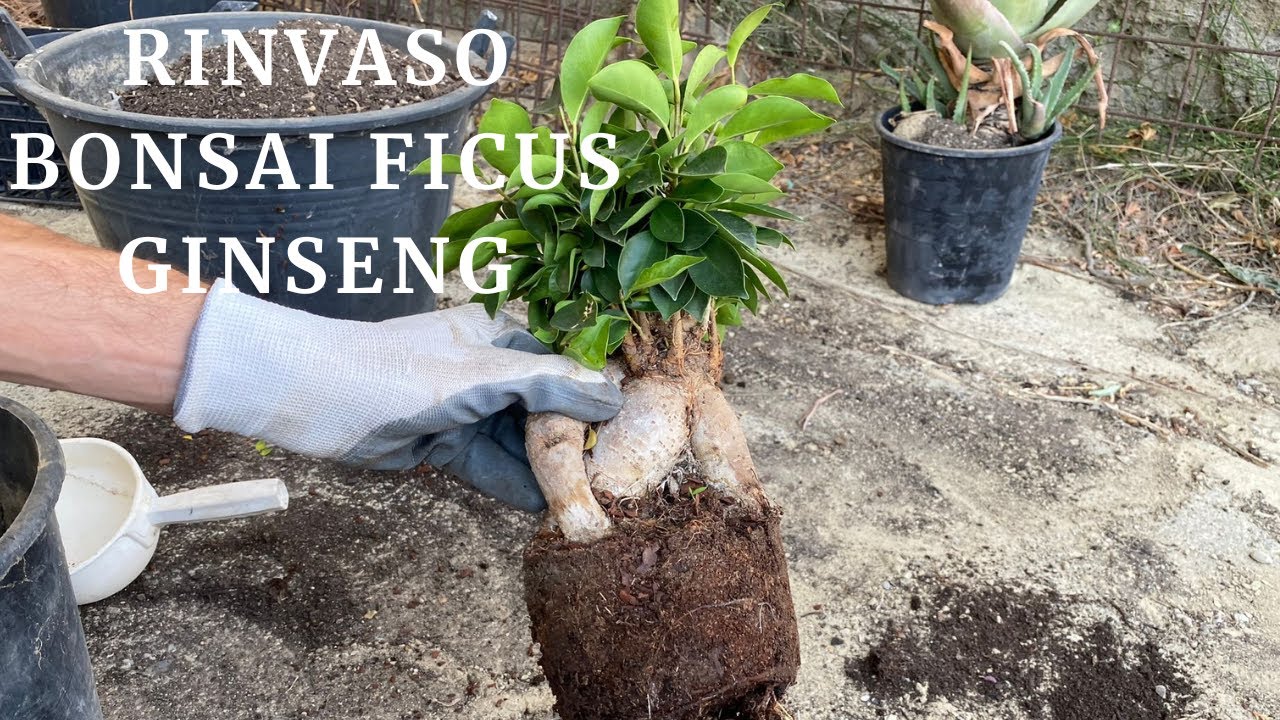 Come RINVASARE un BONSAI DI FICUS GINSENG: la guida PRATICA!