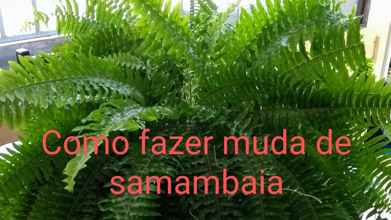 Como fazer muda de samambaia de uma maneira fácil e rápido (A dica da semana)