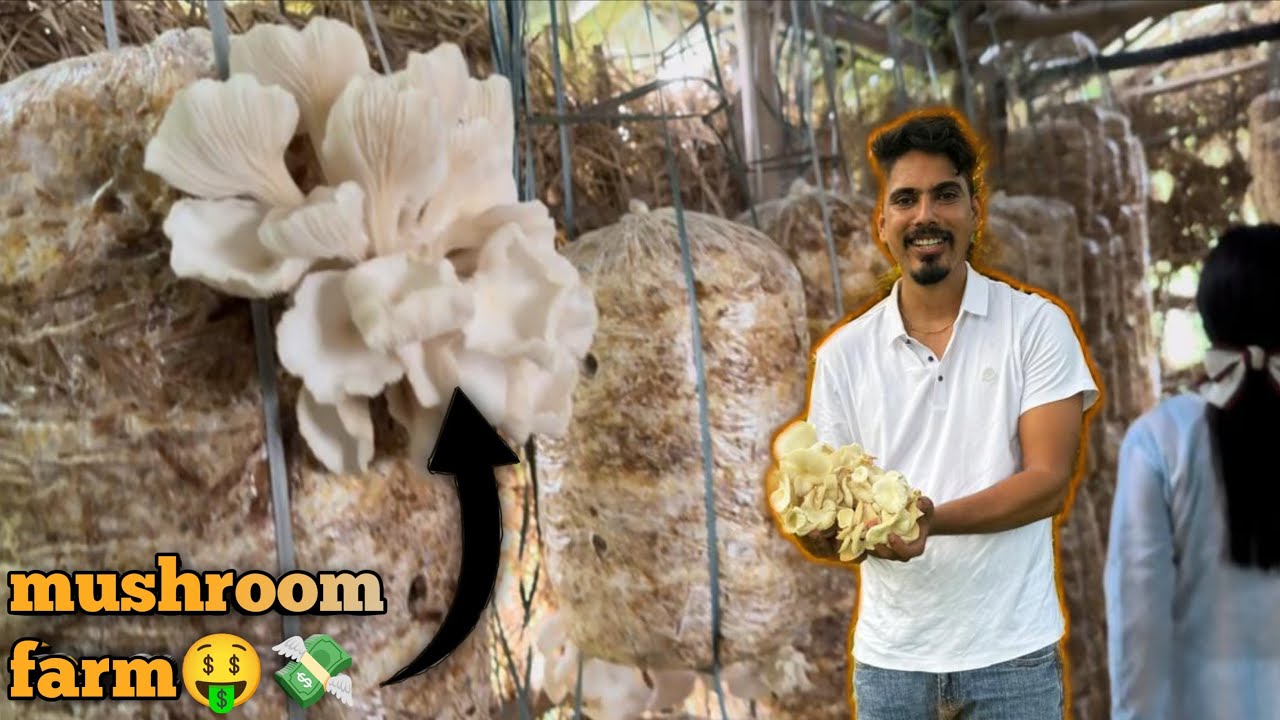| Low Cost Business | Mushroom Farm in low Cost |