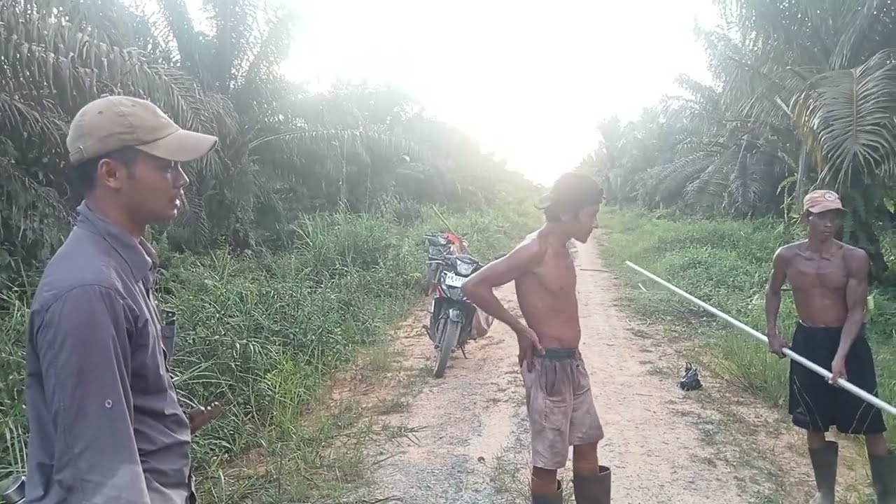 Pemangkasan Pelepah Sawit CR Jalur Muat Buah Sawit Kerna Terlalu Banyak Dahan Menutup Jalan