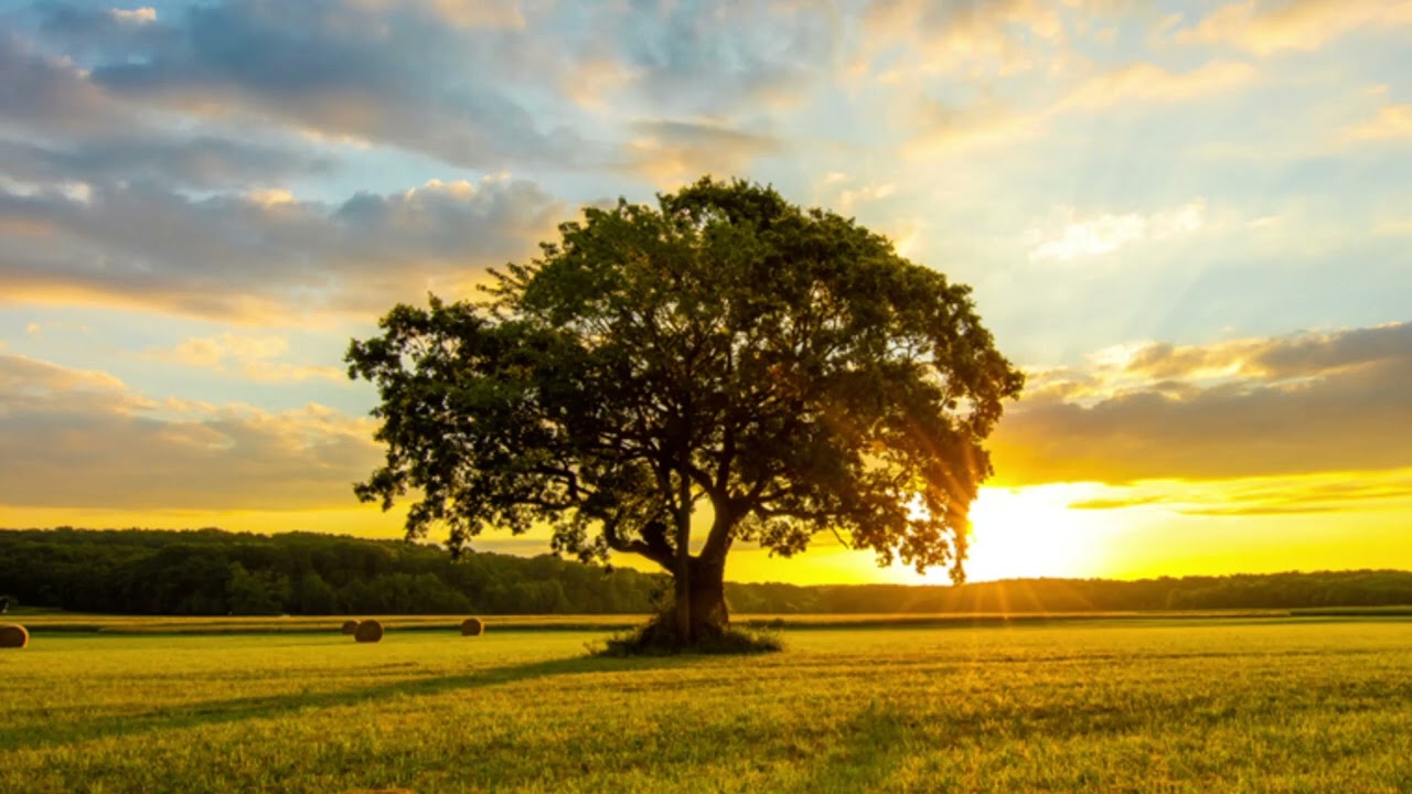 Himnos Dominicanos | Himno al Árbol Dominicano