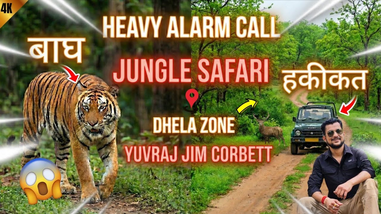 Jungle Safari Ka Real Maza | Calm & Beautiful Vibes 🥰 #yuvrajjimcorbett 