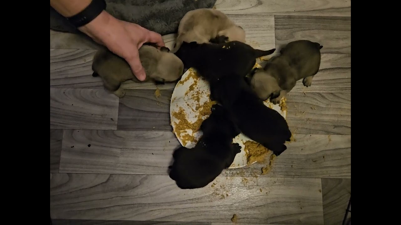 Pug puppies first feeding Christmas Day puppies. 