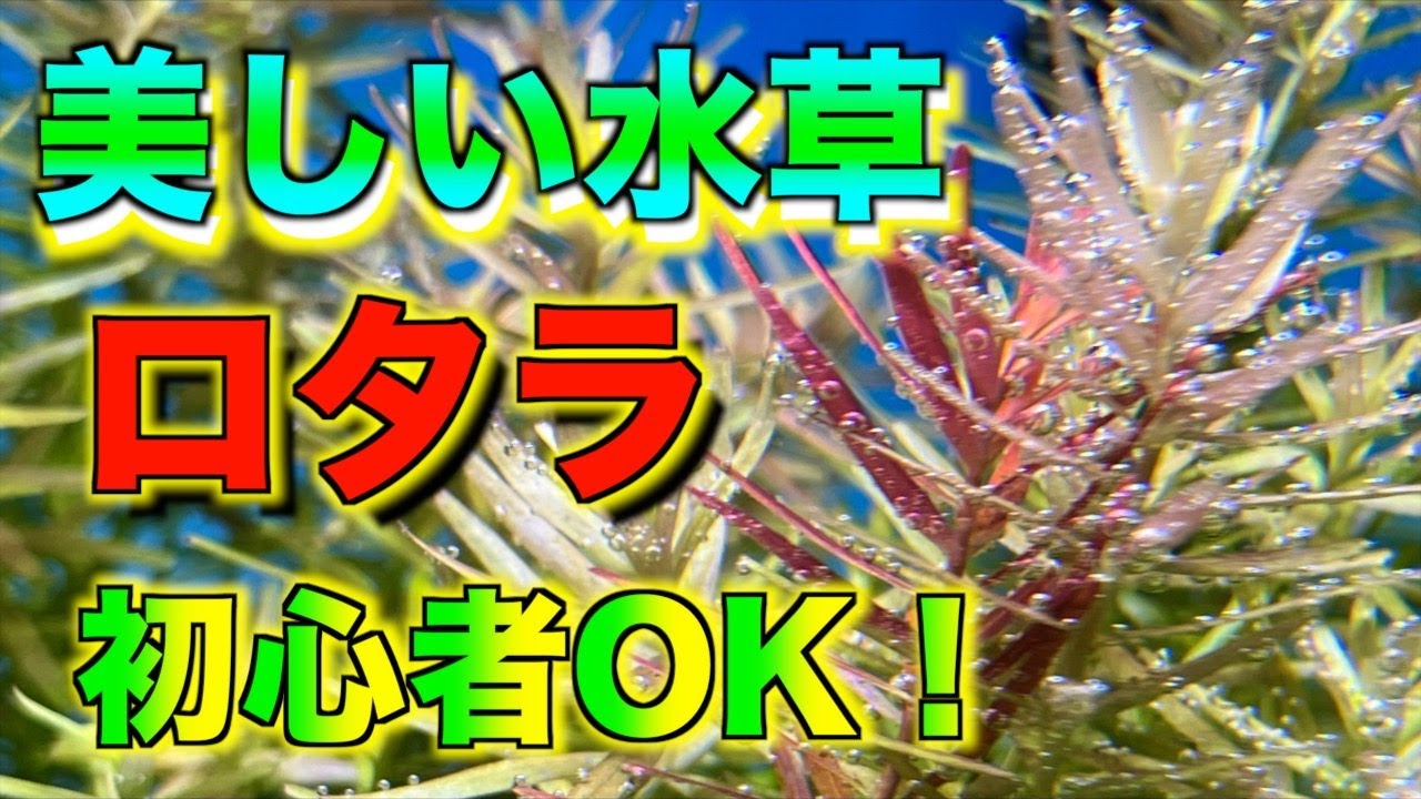 【初心者OK】非常に美しいロタラの育成方法！ロタラについて解説！
