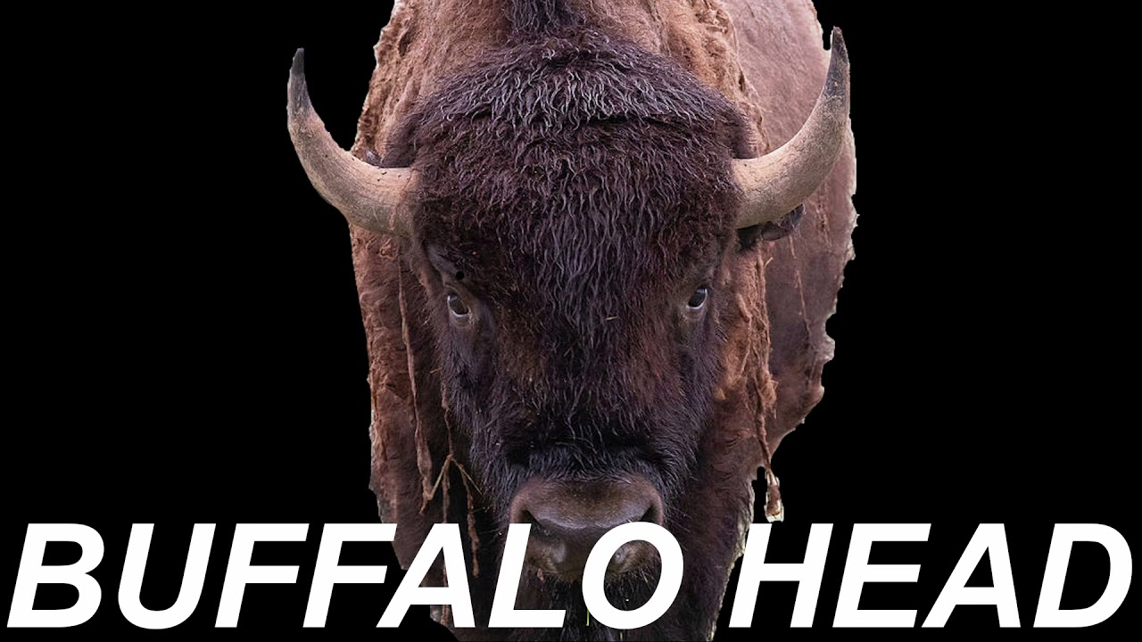 Buffalo Head