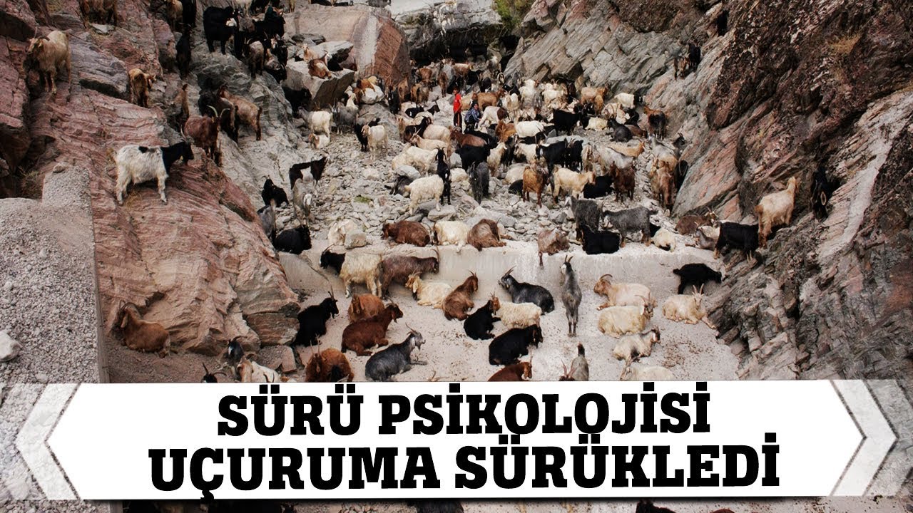 Sürü Psikolojisi Uçuruma Sürükledi 120 Keçi Telef Oldu