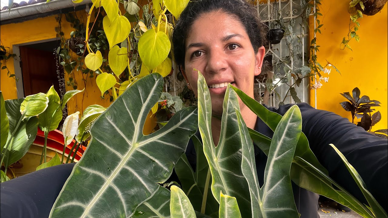 ALOCASIA ( CUIDADOS PARA NAO PRDER ESSA PLANTA)