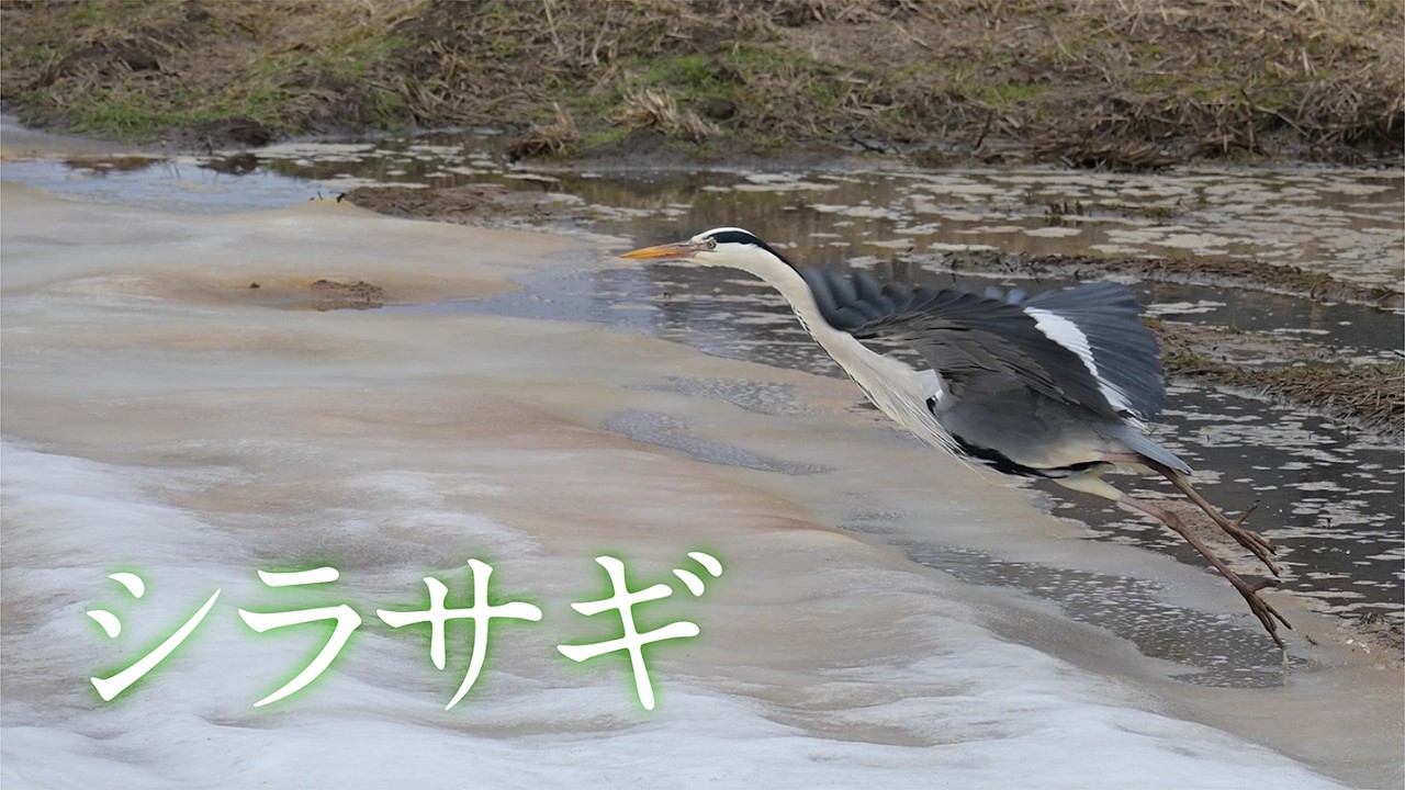シラサギ