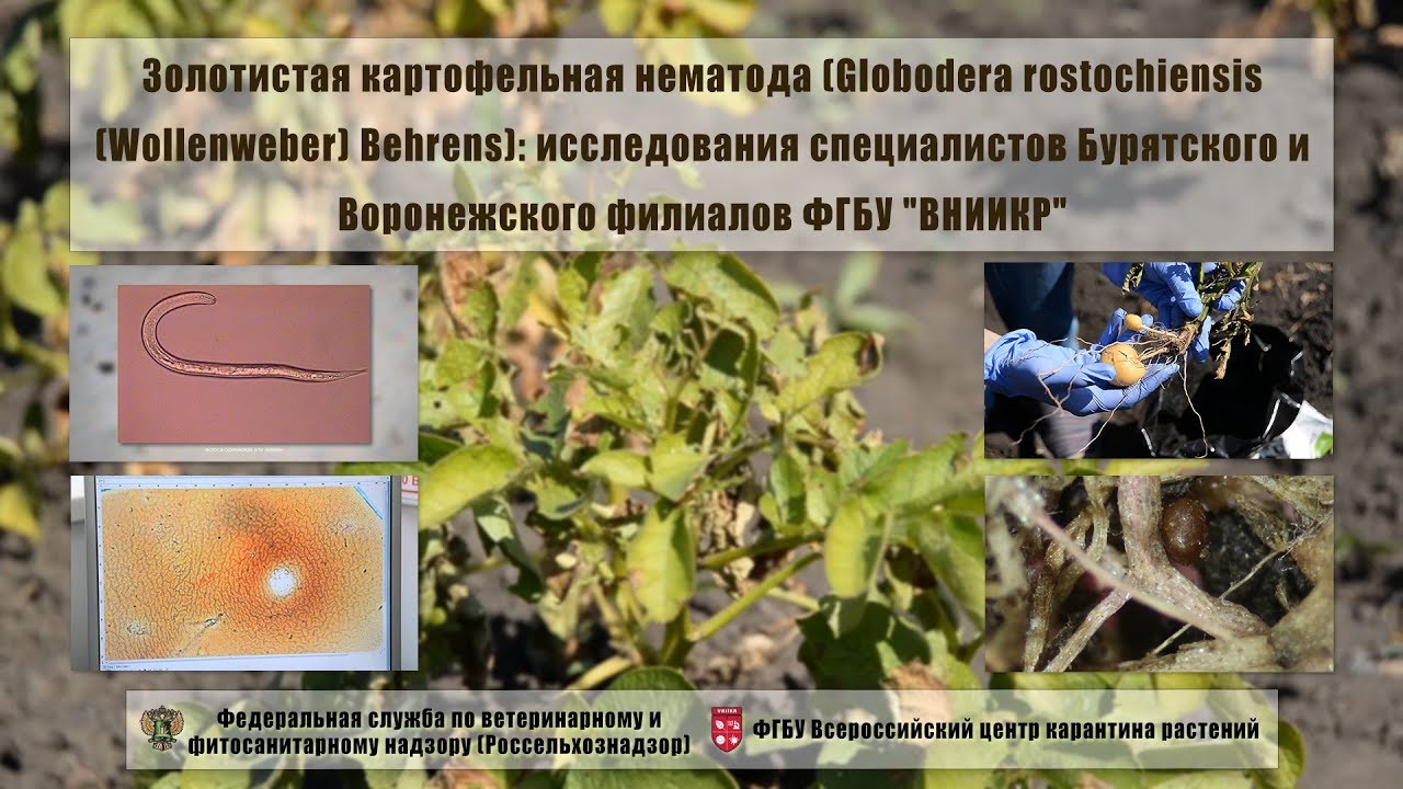 Золотистая картофельная нематода (Globodera rostochiensis (Wollenweber) Behrens)