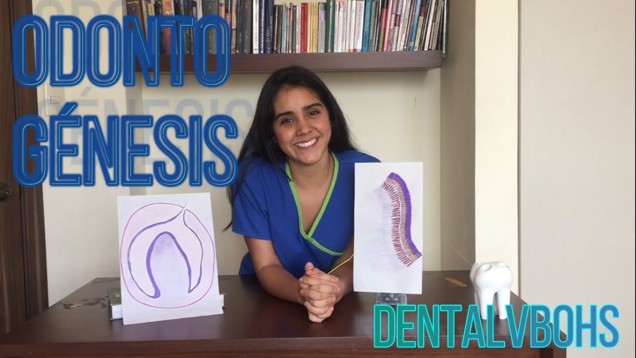 ODONTOGÉNESIS | DE LO MÁS ENTENDIBLE | DENTAL VBOHS
