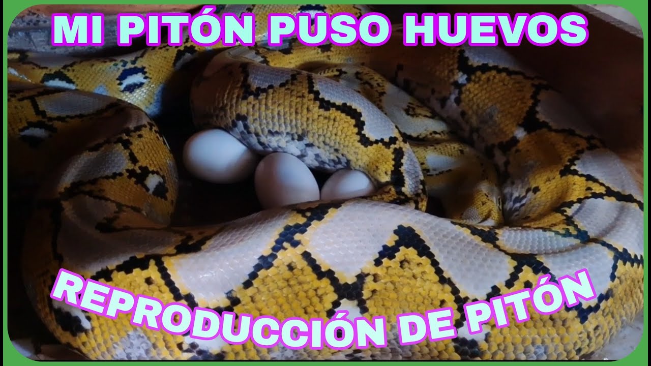 REPRODUCCION  DE  PITÓN RETICULADO (Segunda puesta del año).