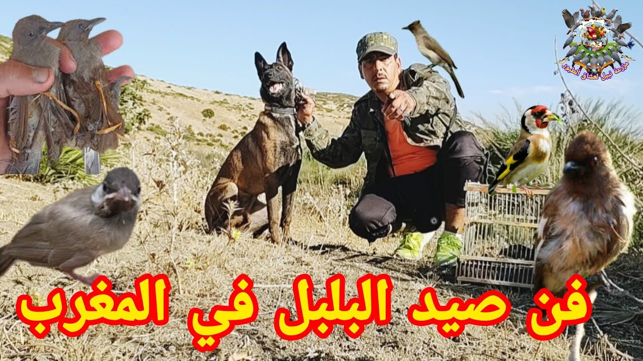 رحلة صيد الفراخ طائر البلبل المغربي وكانت الحصيلة عدة طيور حياة البريه 👈🥢🕸️