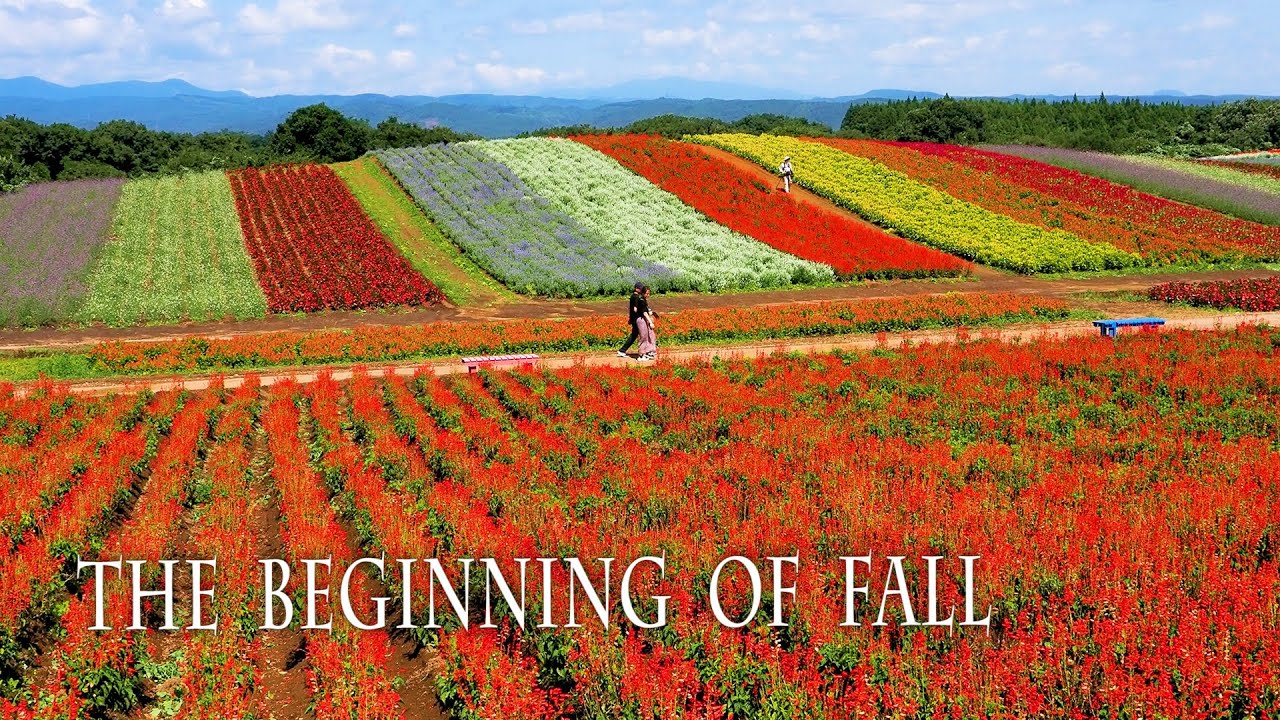 Flowers that herald the arrival of autumn.  秋の訪れを告げる花たち