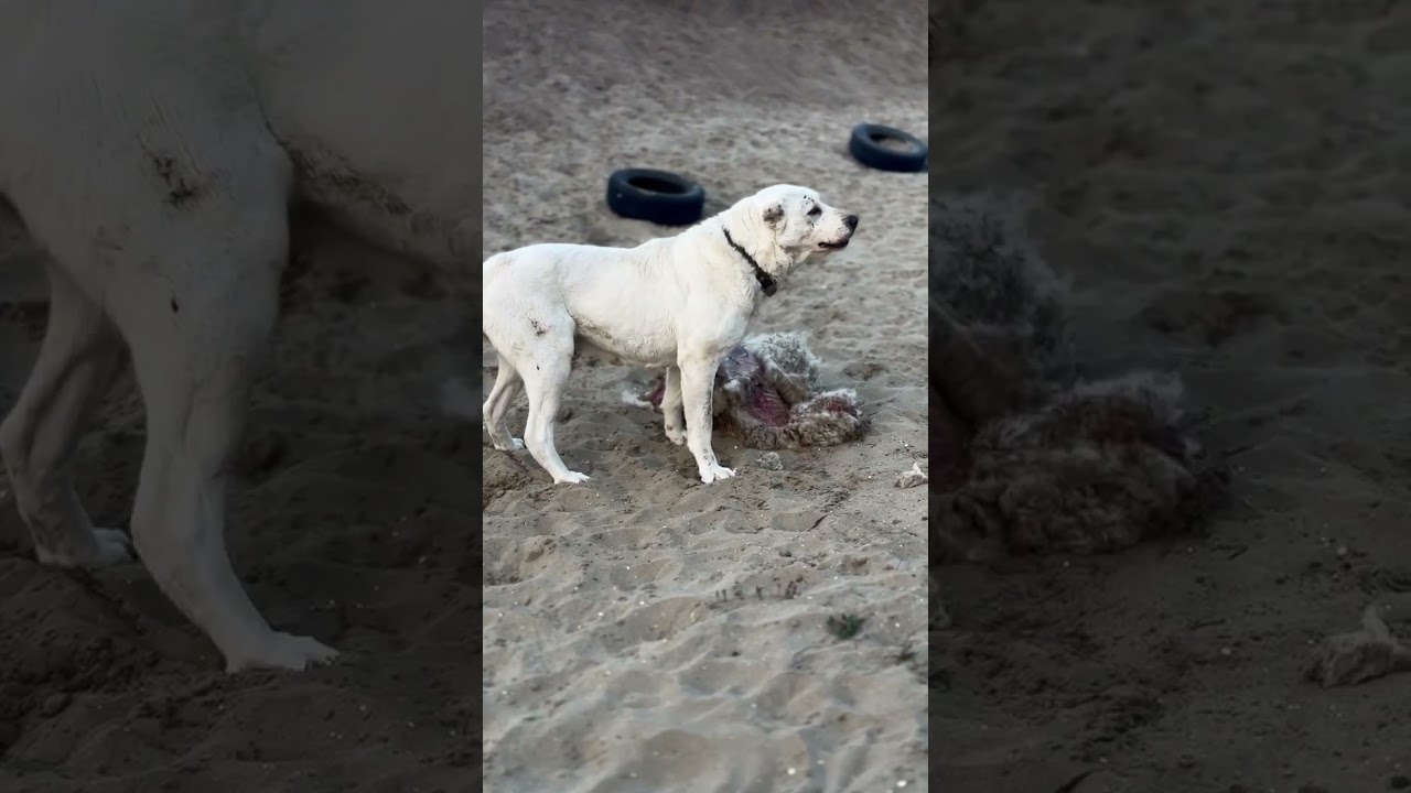 За своё даже хозяина уб@ёт😂 #алабай #animals #kangal #рекомендация #doglover #коментари#лайки
