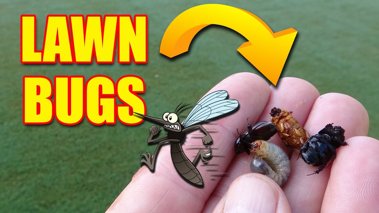Lawn Bugs Grubs Beetles and Yard Mosquitoes