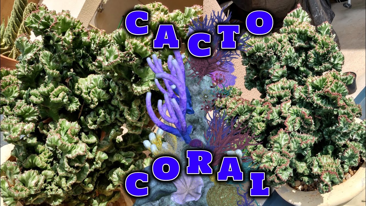 EUPHORBIA LACTEA CRISTATA - DICAS DE CULTIVO E CURIOSIDADES | CACTUS TV