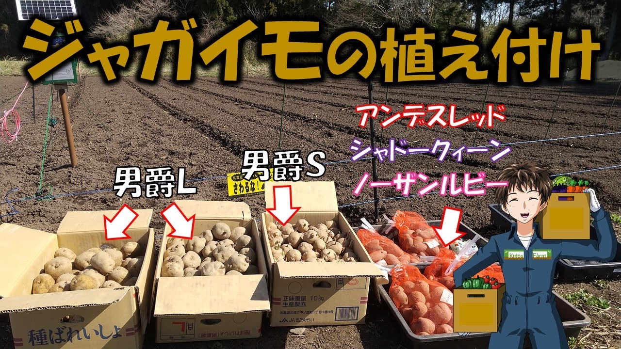 【ジャガイモ植え付け】４品種３６kg。早く収穫して、食べ比べしてみたい！
