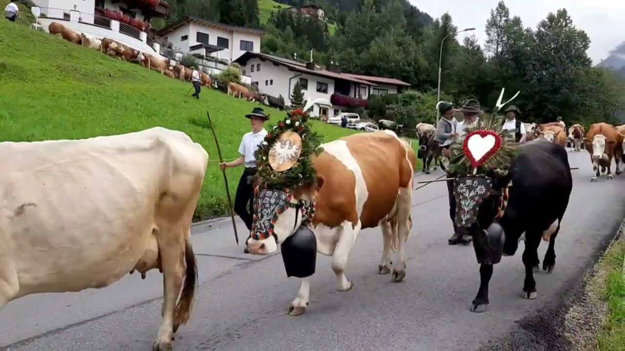 Almabtrieb Jerzens Pitztal 10 september 2022