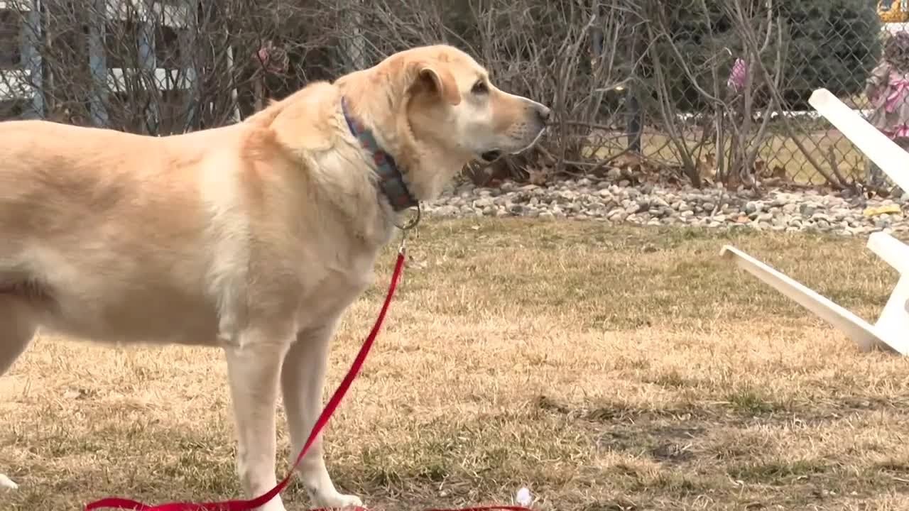 Federal crackdown targets animal abuse, breeders, dogfights