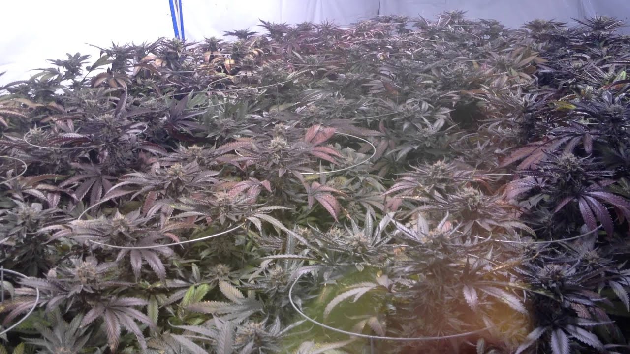 UW Purple Redemption Grow Day 49