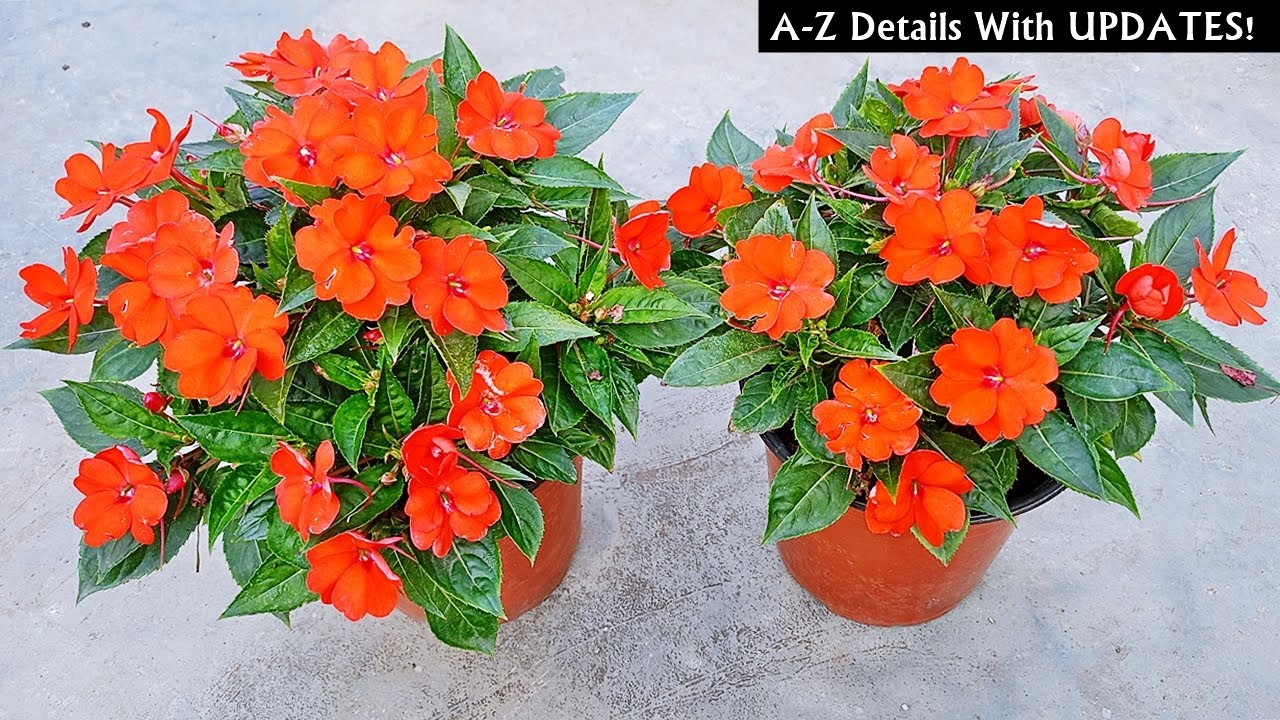 How To Plant, GROW & Care For Sunpatiens The RIGHT Way [Full Info]