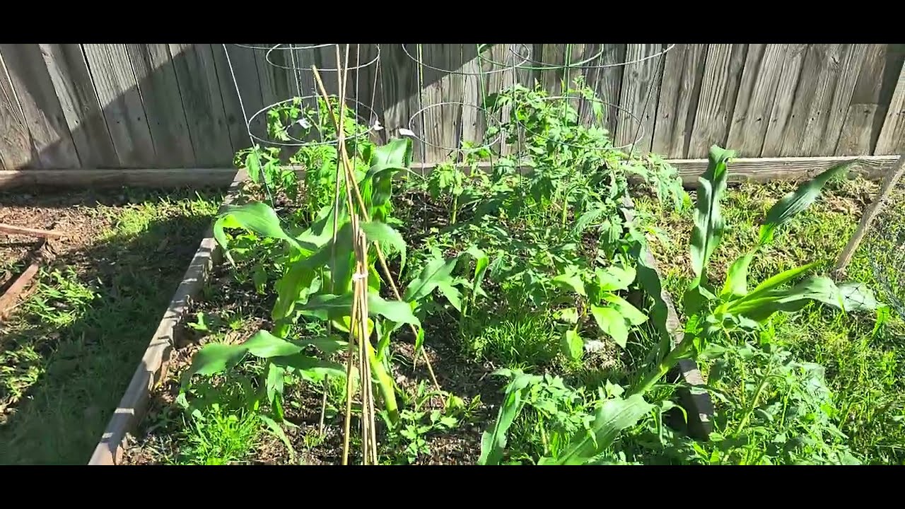 Spring Garden 2024 update! 🍅 🌽