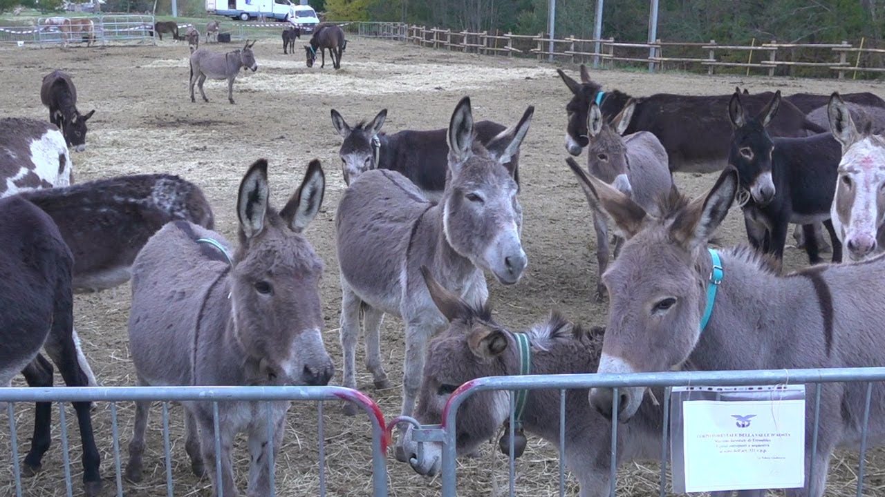 Cavalli, asini, pony cercano casa.