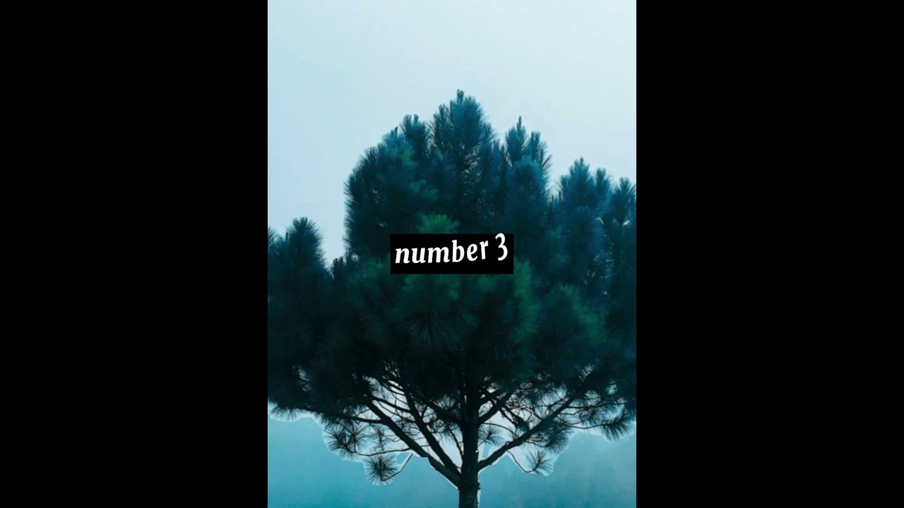 Number of Trees per person | Teaching With TK #teaching #learning #viral #reel