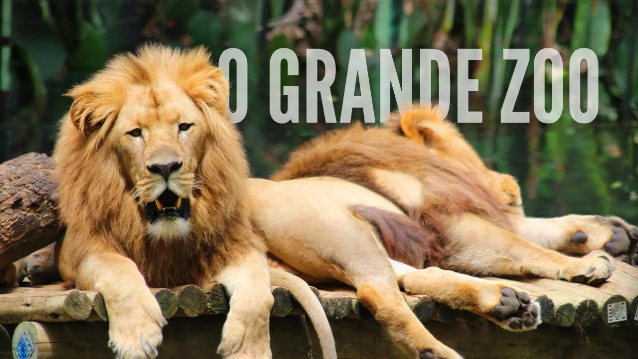 Conheça o GIGANTE Zoológico de Pomerode em SANTA CATARINA